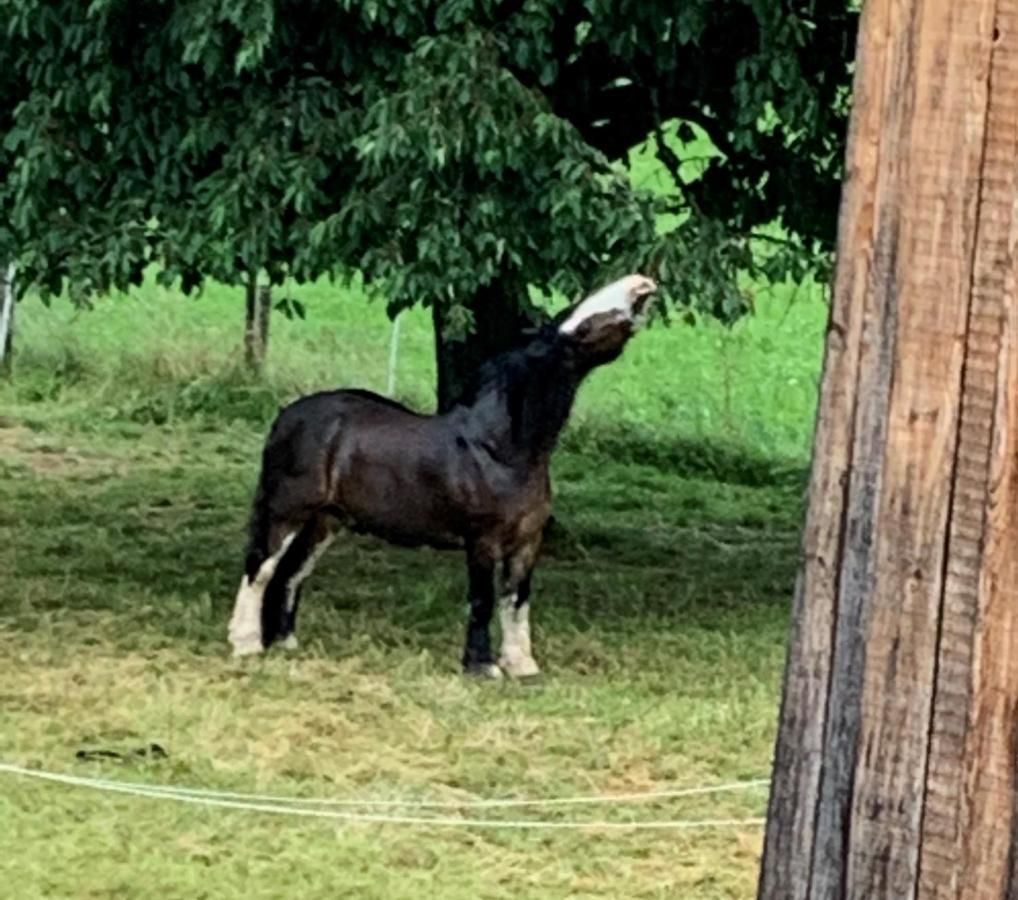 Au Pre Des Chevaux Bed & Breakfast Chateau-d'Oex Exterior foto